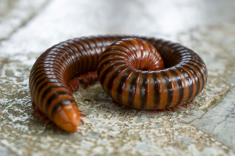 Millipedes Guide