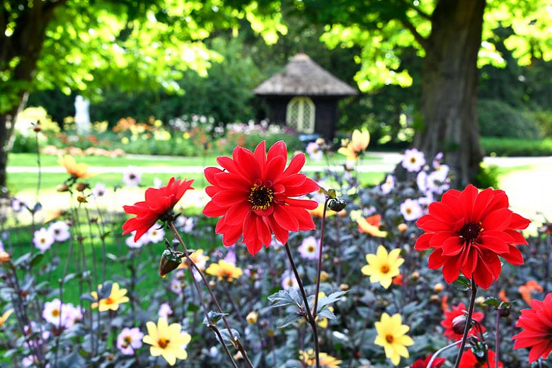 Learn How To Plant And Care for Your Dahlias