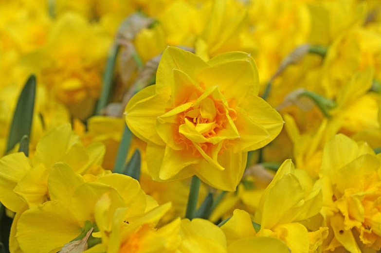 Great Daffodils for Southern Gardens