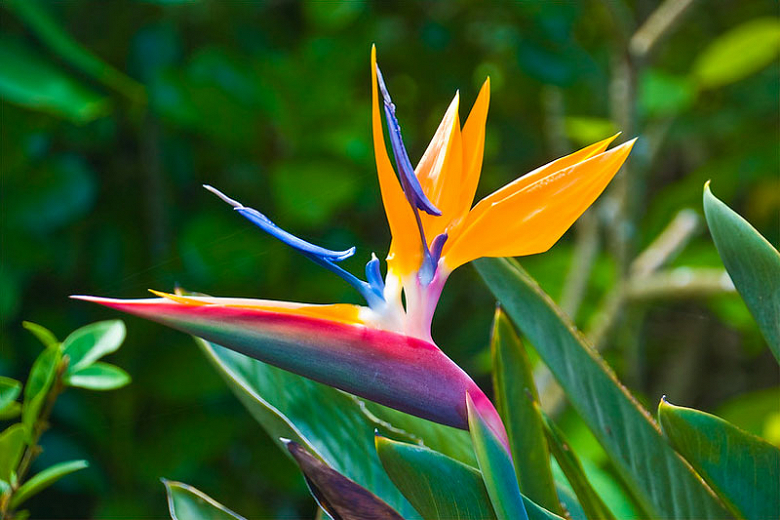 Bird of Paradise: Plant Care and Growing Guide