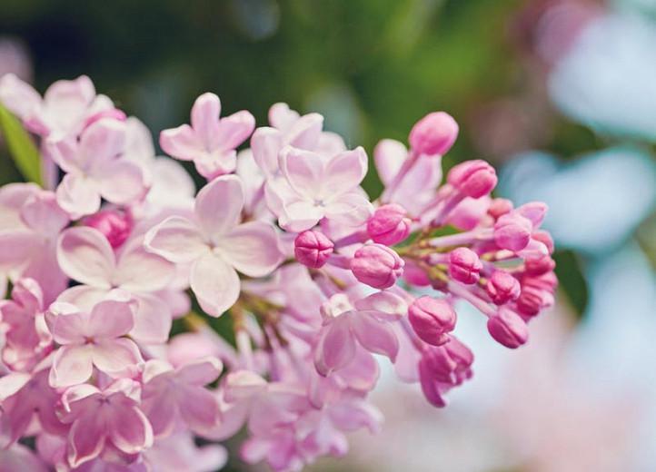 Wonderful Lilacs For The Middle South Region