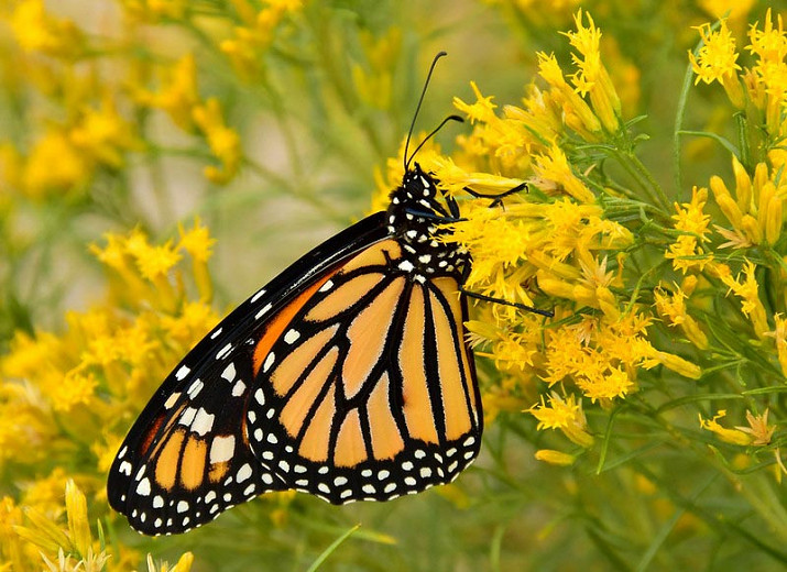 Monarch Nectar Plants for Arkansas