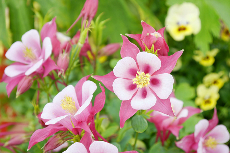 Columbine How to Grow and Care with Success