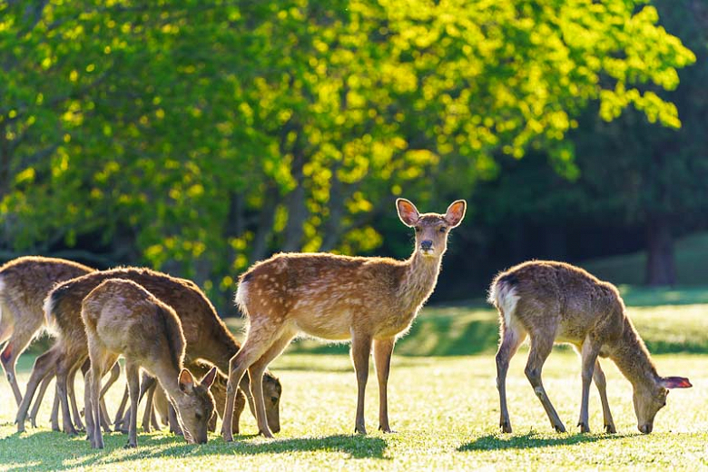 deer-how-to-keep-them-away-from-your-garden