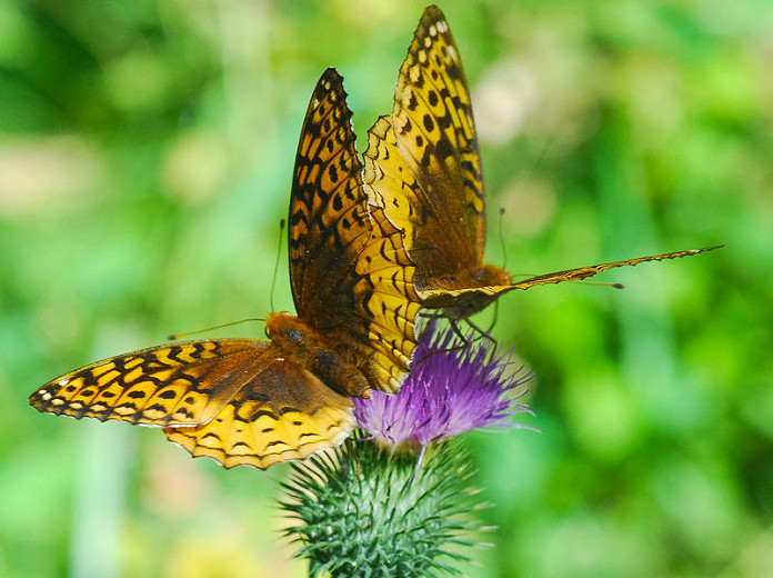 Great Pollinator Plants for Wisconsin