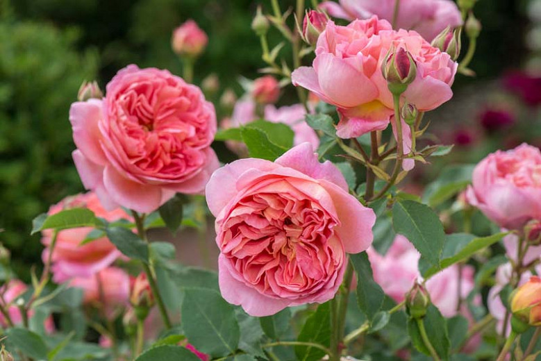 Most Fragrant English Roses