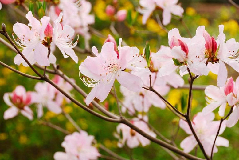 Beautiful Azaleas And Rhododendrons For The Mid-atlantic Region