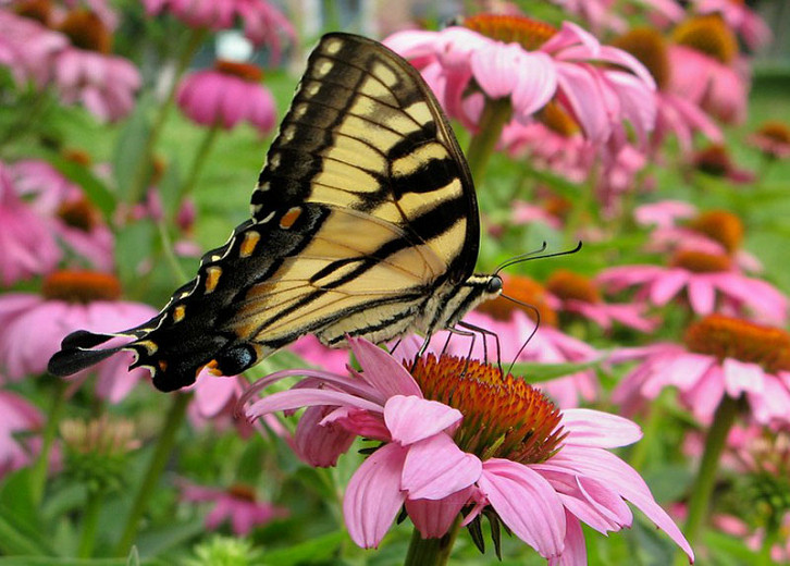 Great Pollinator Plants for Minnesota