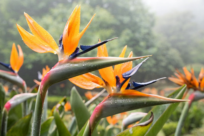 Types of Bird of Paradise Plants