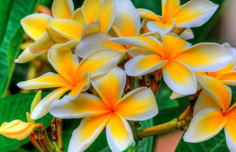 Blue Plumeria Tree