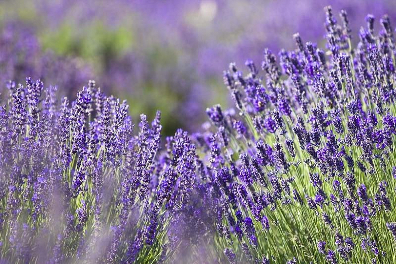 Learn How To Plant, Care and Grow Gorgeous Lavender