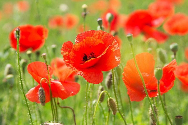 10 Types Of Poppy Flowers Growing Tips 51 Off