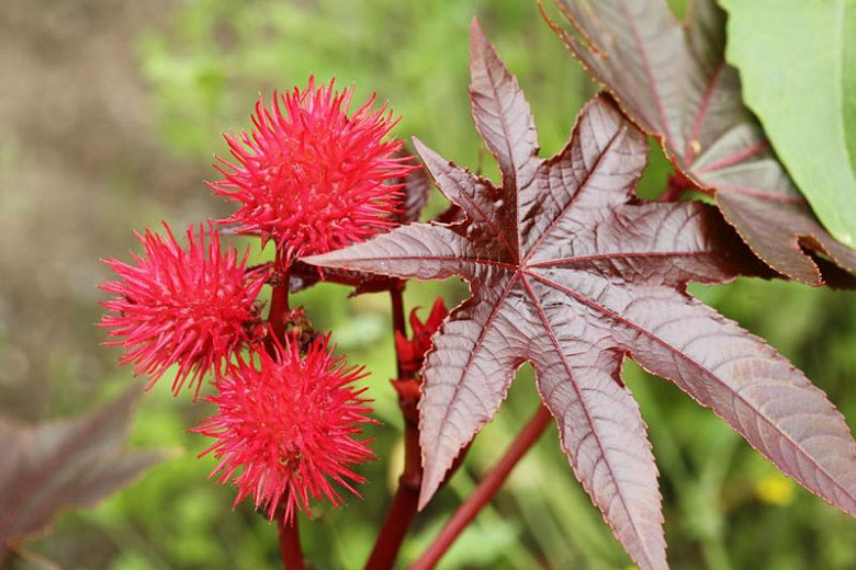 Native Plant Alternatives To Ricinus Communis Castor Oil Plant