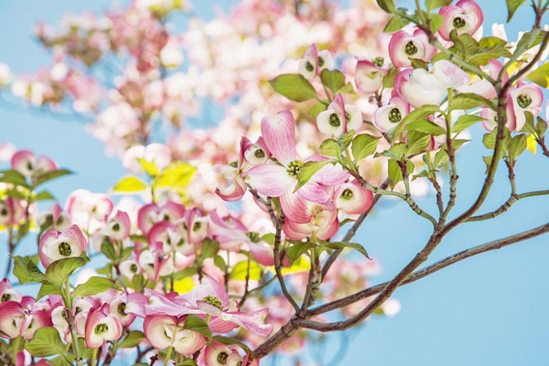 Native Trees for North Carolina Piedmont Region