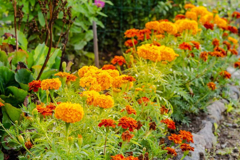 Marigold: How To Grow And Care With Success