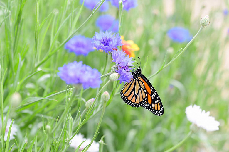 Great Pollinator Plants For The California Central Coast Region