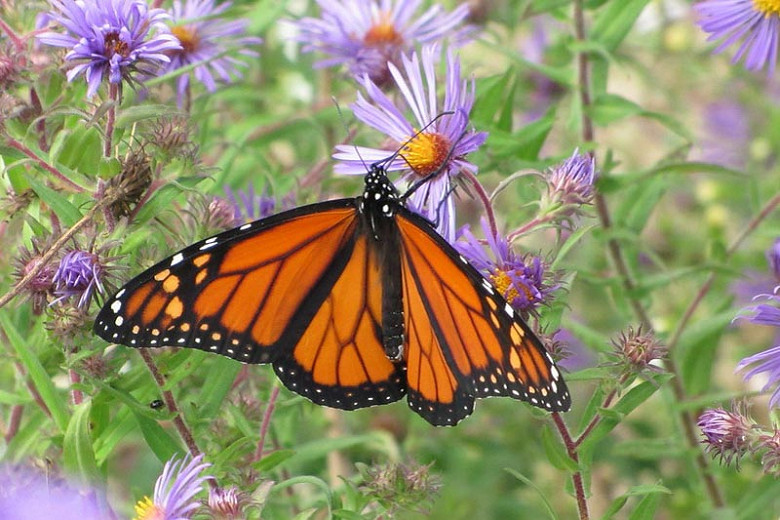 Monarch Nectar Plants for Delaware