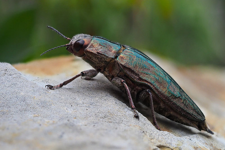 Flatheaded Borers / Metallic Wood Borers Guide