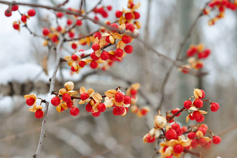 invasive-plant-species-in-south-carolina