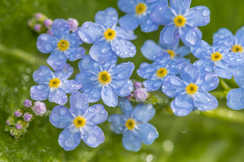 Forget-me-not: How to Grow and Care with Success