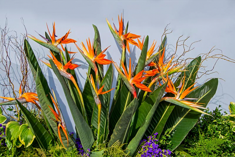 Bird of Paradise: Plant Care and Growing Guide