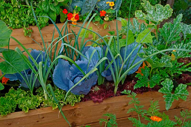 Complete Companion Planting Guide: Plant the right plants together