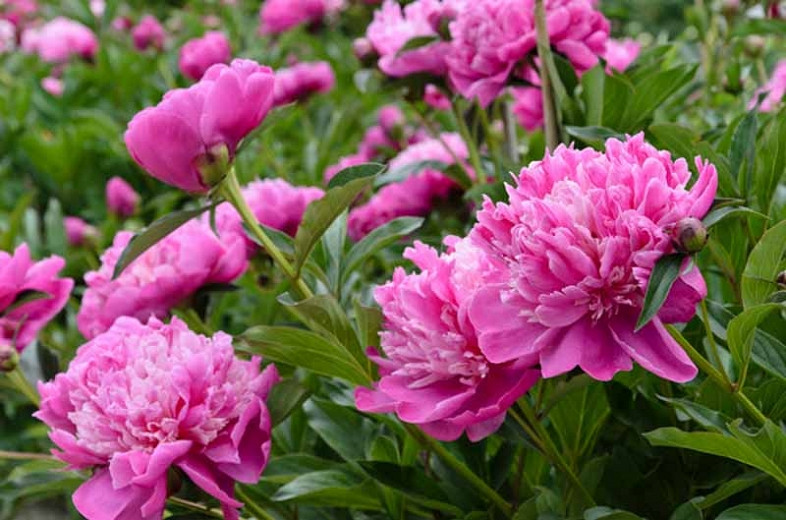 Award-Winning Peonies