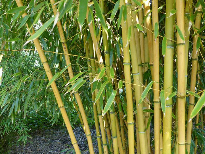 Native Plant Alternatives to Phyllostachys aureosulcata (Yellow Grove ...