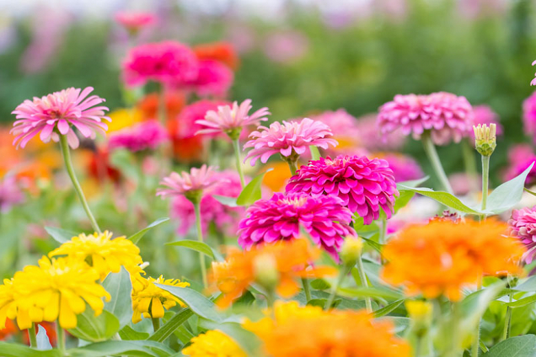 Zinnia: How to Grow and Care with Success