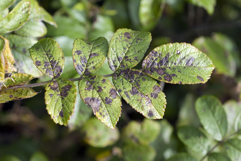 Rose Black Spot: Identify, Prevent and Treat it