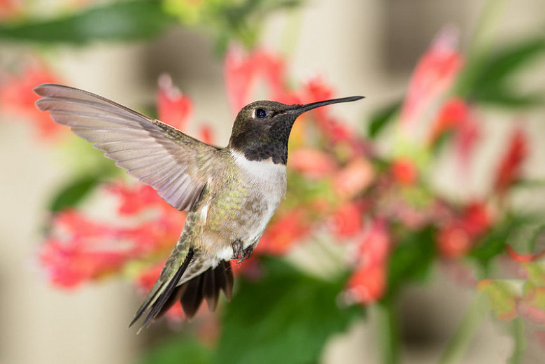 25 Flowers That Attract Hummingbirds in Virginia Nature Blog Network