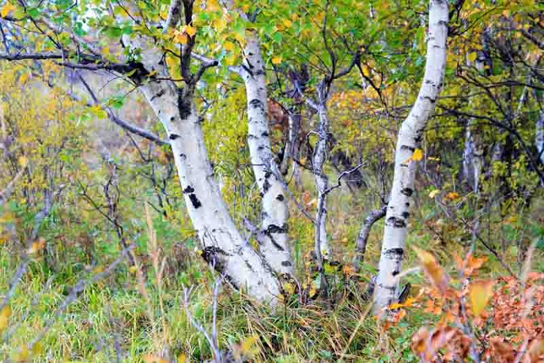 Image of Astilbe birch tree companion plant