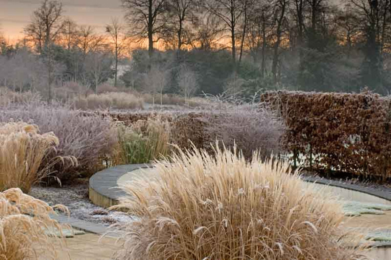 Great Ornamental Grasses For Your Winter Garden