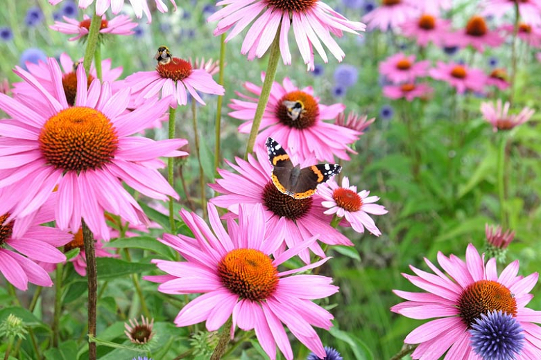 Echinacea Coneflower How To Grow And Care With Success 9913