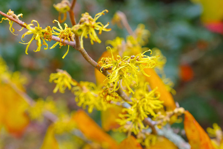 Native Shrubs for Virginia's Eastern Shore