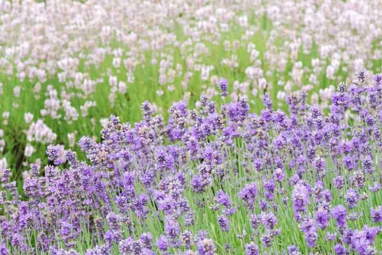 Favorite Lavenders By Flower Color