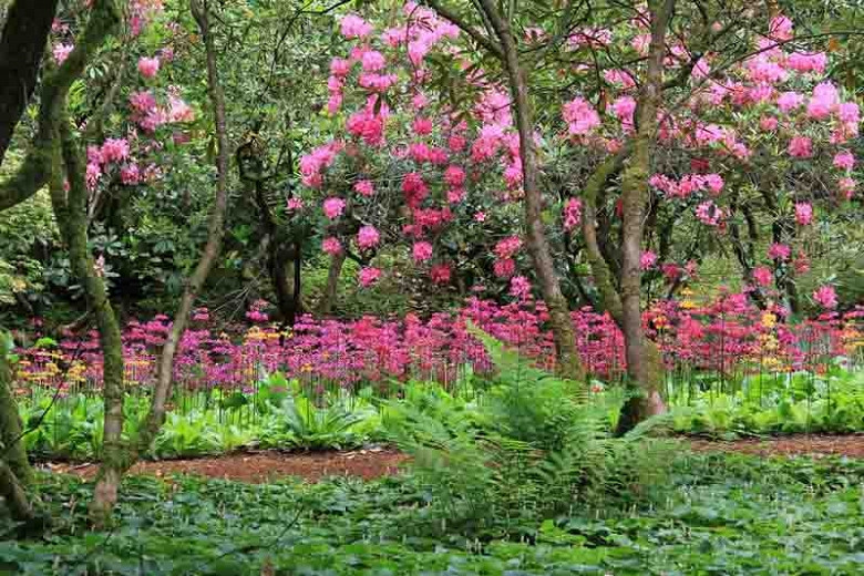 Image of Ferns companion plants for rhododendrons