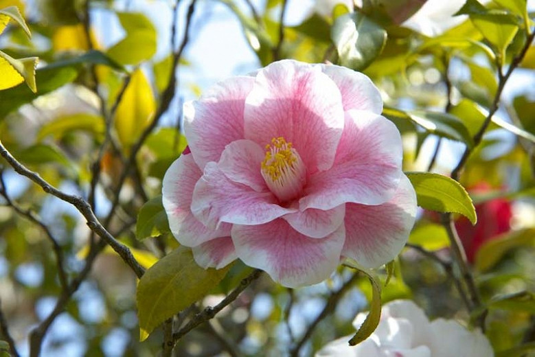 Most Fragrant Camellias