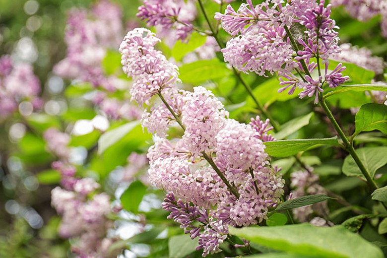 How To Plant, Grow And Care For Lilac Bushes