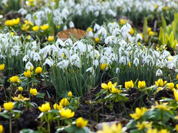 Image of Snowdrops crocus companion plant