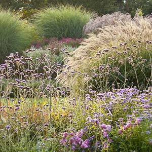 Landscaping with Miscanthus sinensis (Japanese Silver Grass)