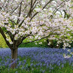 Prunus Shirotae Japanese Flowering Cherry