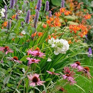 Phlox Paniculata Garden Phlox