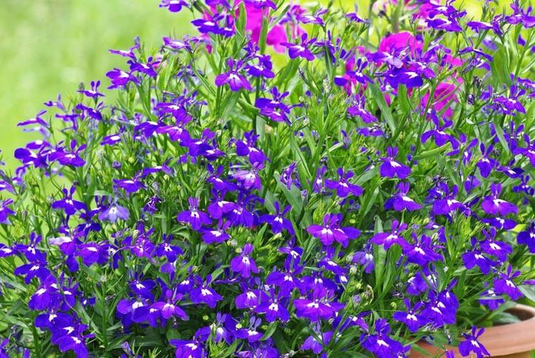 Lobelia