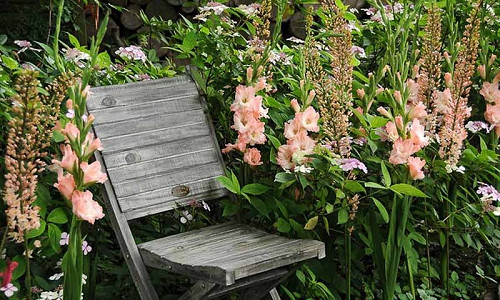 landscaping with gladiolus