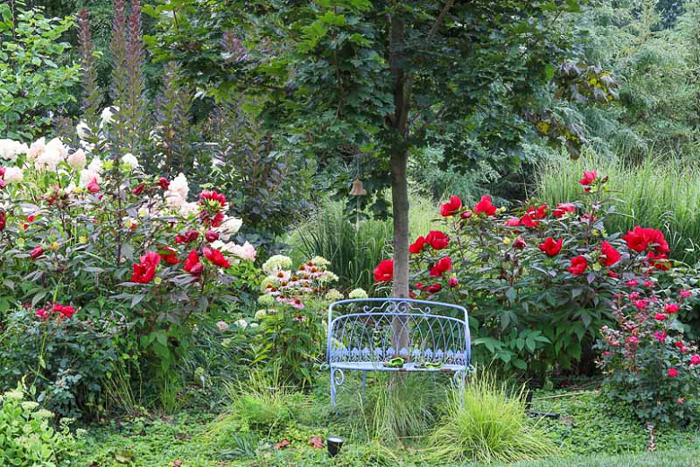 A Summer Border Idea with Hibiscus and Roses