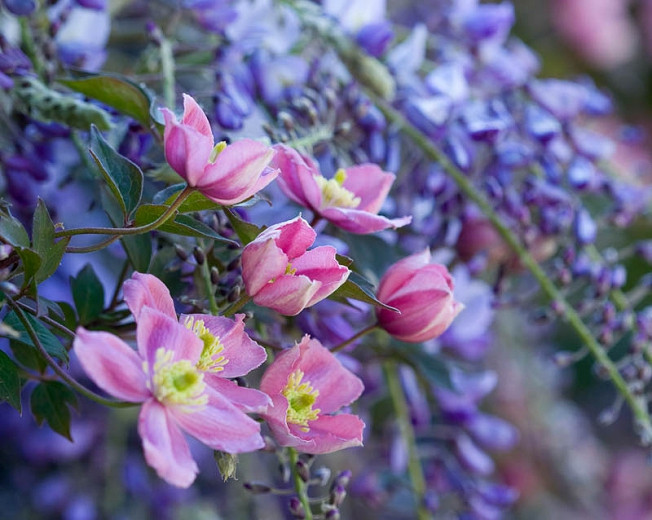 Image of Clematis and wisteria plants