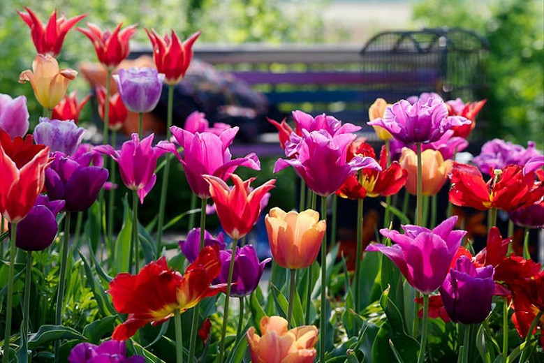 A Spectacular Tulip Border Idea for your Mid-Late Spring Garden