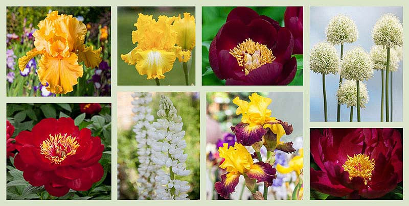 Image of Peonies and mullein companion planting