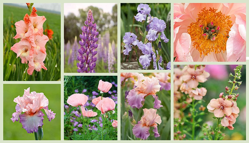 Bearded Irises and Companion Plants - Peach & Purple Theme